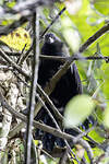 Coucal de Steer