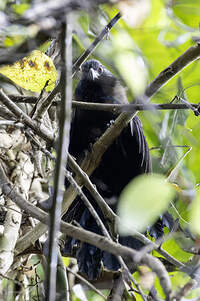 Coucal de Steer
