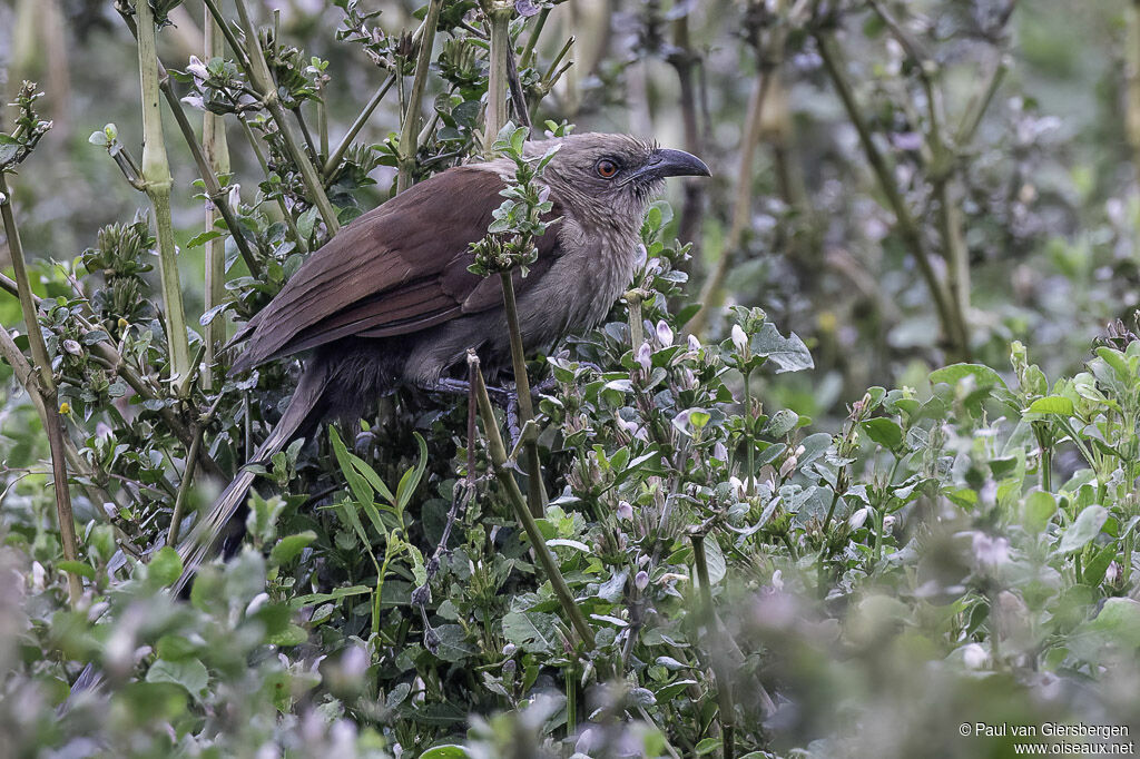 Coucal des Andamanadulte