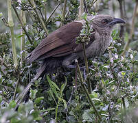 Andaman Coucal