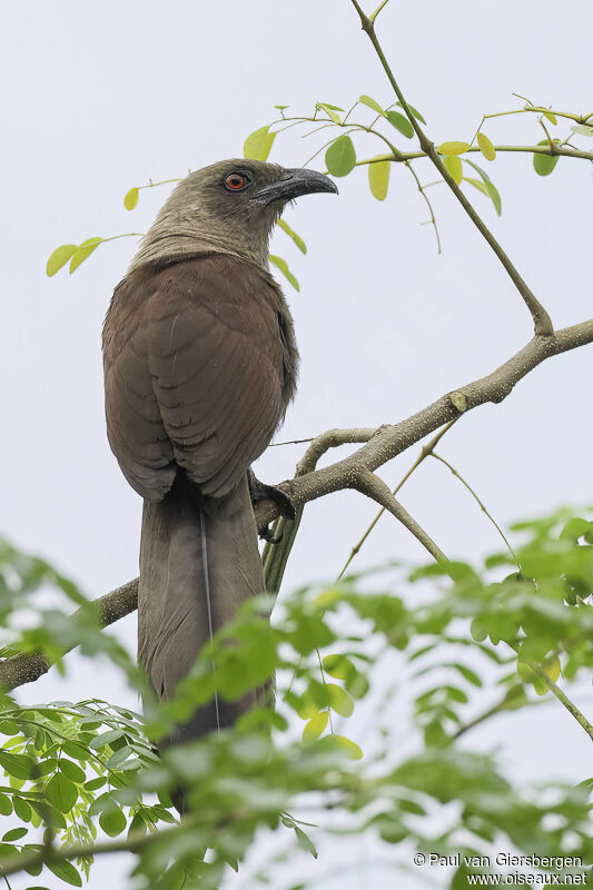 Coucal des Andamanadulte