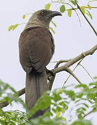 Andaman Coucal