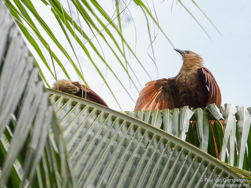 Bay Coucal