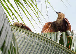Bay Coucal