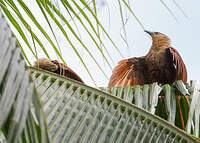 Coucal des Célèbes