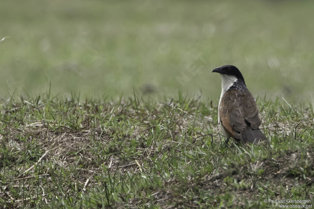 Coucal des papyrusadulte