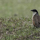 Coucal des papyrus