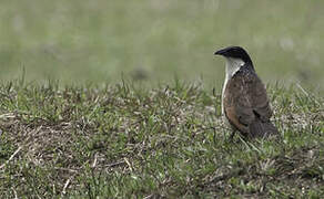 Coppery-tailed Coucal