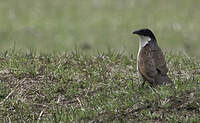 Coucal des papyrus