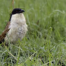 Coucal des papyrus
