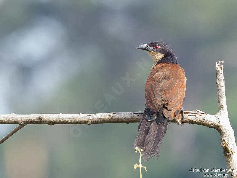 Coucal du Sénégal