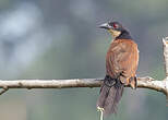 Coucal du Sénégal