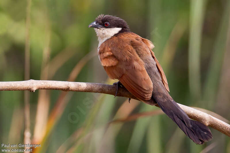 Coucal du Sénégaladulte, identification