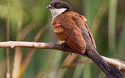 Coucal du Sénégal