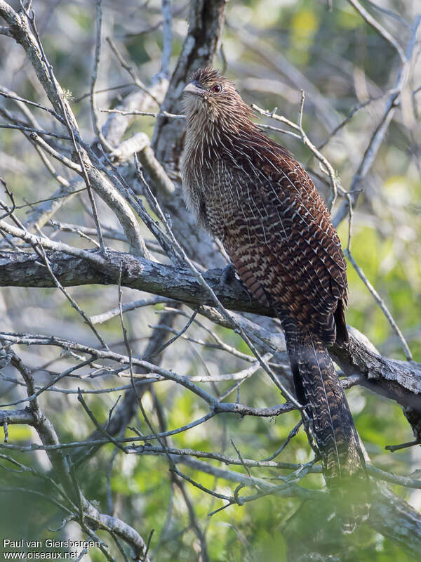 Coucal faisanadulte