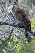 Pheasant Coucal