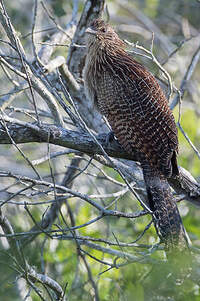 Coucal faisan