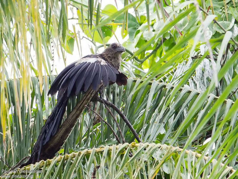 Coucal goliathimmature