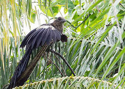 Goliath Coucal