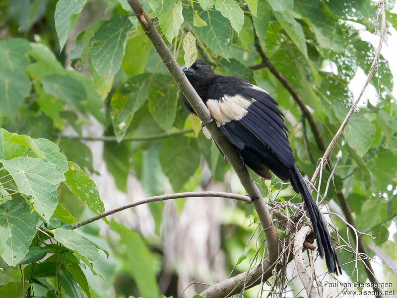 Goliath Coucal