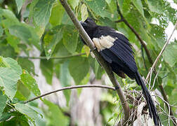 Goliath Coucal