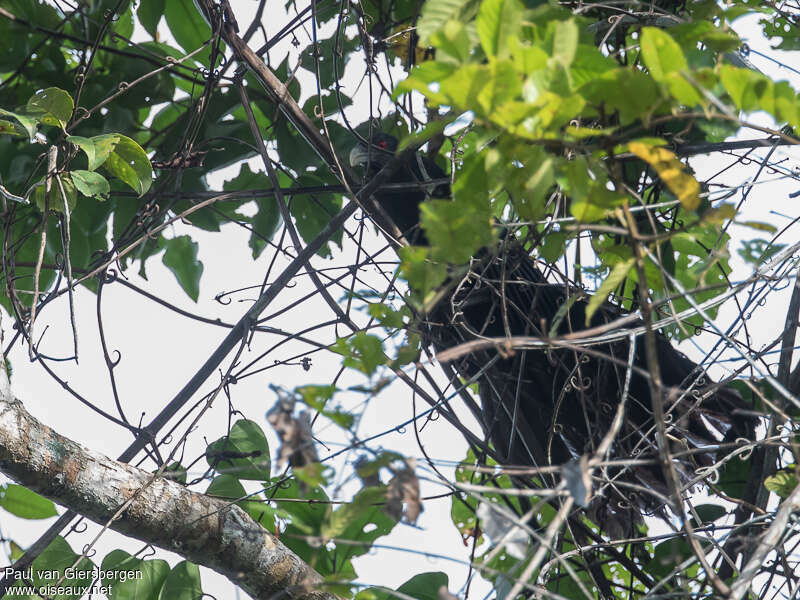 Ivory-billed Coucal, identification