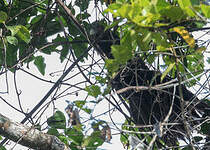 Coucal menébeki