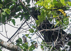 Ivory-billed Coucal