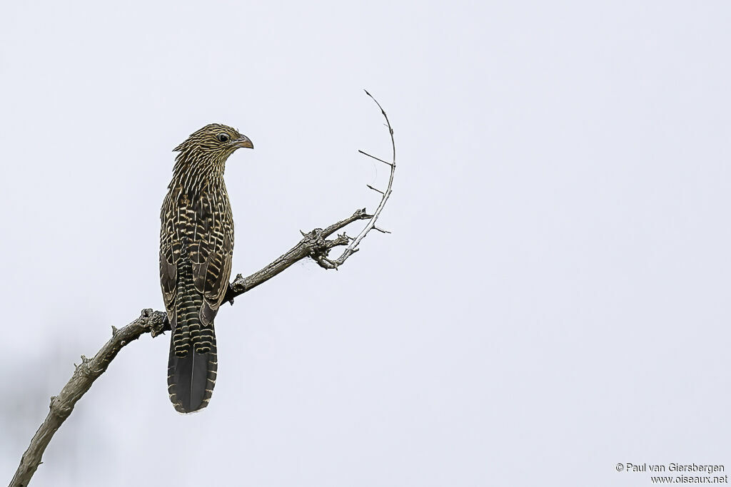 Black Coucalimmature