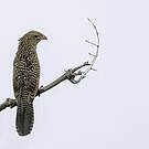 Coucal noir