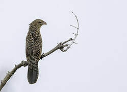 Black Coucal