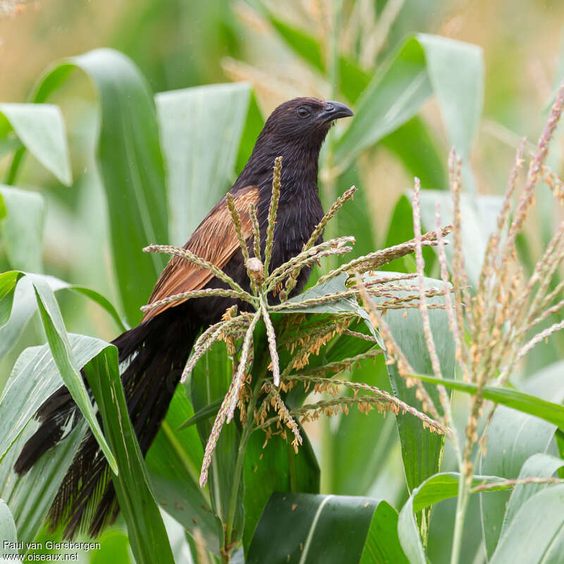 Coucal rufinadulte nuptial, identification