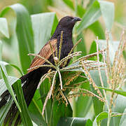 Lesser Coucal