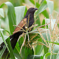 Coucal rufin