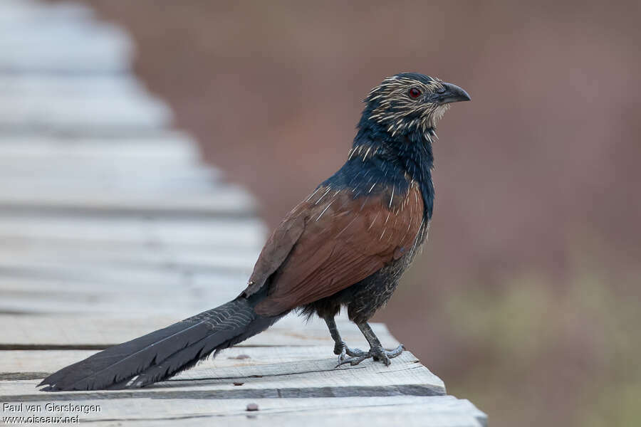 Coucal toulouadulte transition, identification