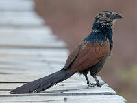 Coucal toulou