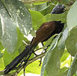 Coucal vert