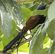 Coucal vert