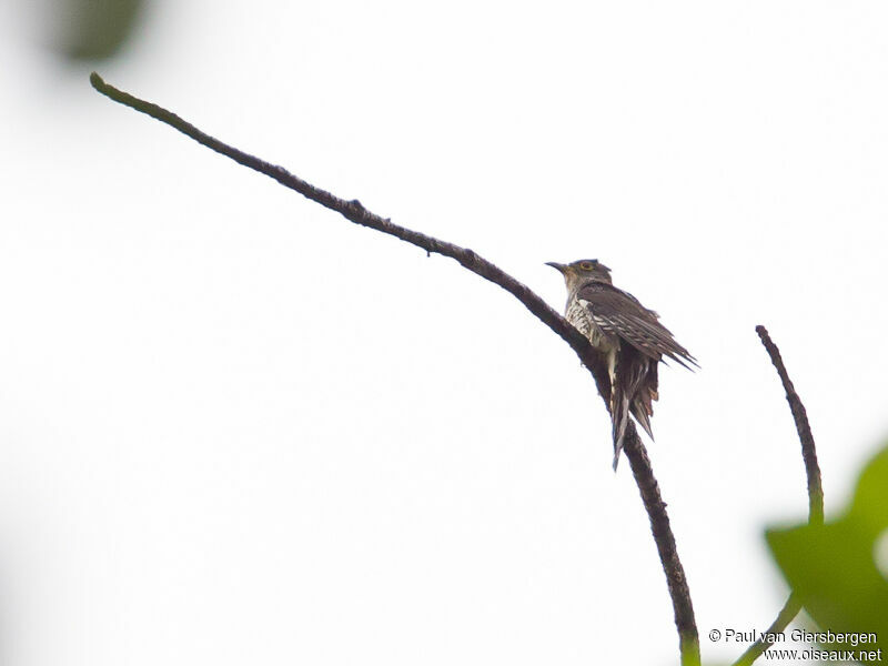 Indian Cuckoo