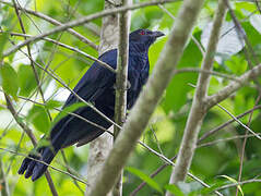 Black-billed Koel