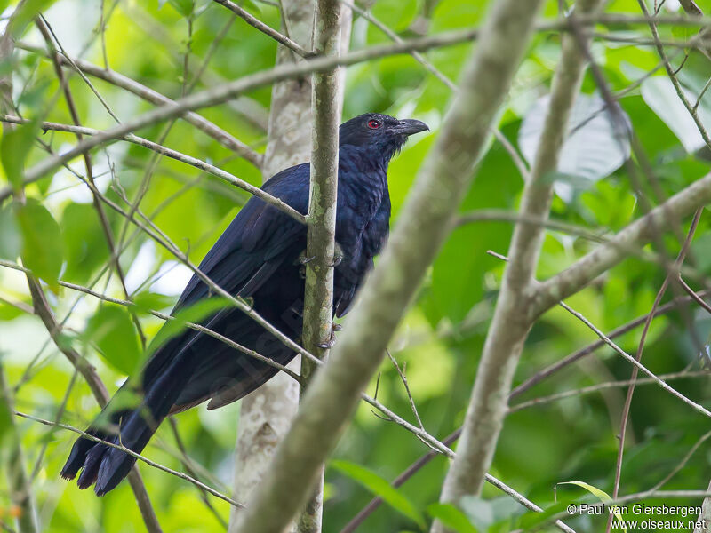 Coucou à bec noir mâle adulte, identification