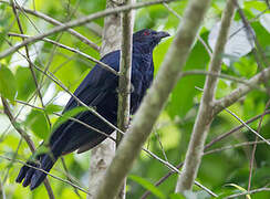 Black-billed Koel