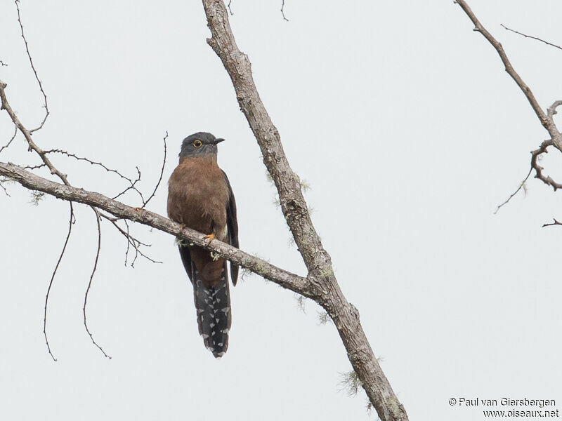 Fan-tailed Cuckoo