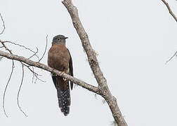 Fan-tailed Cuckoo