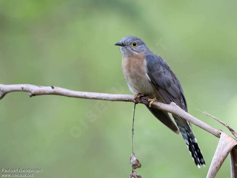 Fan-tailed Cuckooadult, identification