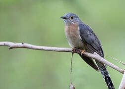 Fan-tailed Cuckoo