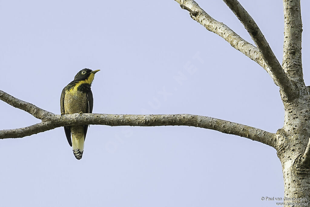 Yellow-throated Cuckooadult