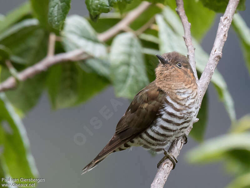 Rufous-throated Bronze Cuckooadult