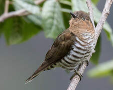 Rufous-throated Bronze Cuckoo