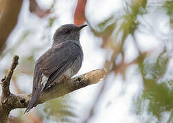 Grey-bellied Cuckoo